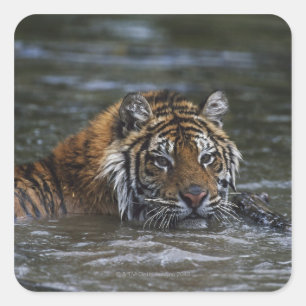 Sticker Carré Tigre Sibérien Dans L'Eau