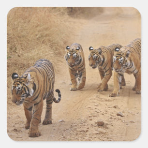 Sticker Carré Tigres du Bengale