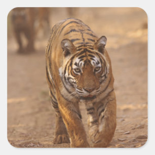Sticker Carré Tigres royaux du Bengale sur la piste, Ranthambhor