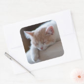 Sticker Carré Tired Beige et White Kitten (Enveloppe)