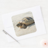 Sticker Carré Tortue (Enveloppe)