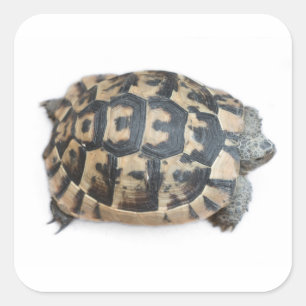 Sticker Carré Tortue