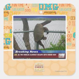 Sticker Carré Tortue en voie de disparition