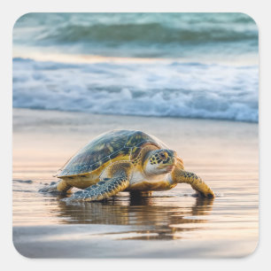 Sticker Carré Tortue Marchant Sur Le Sable De Plage Humide