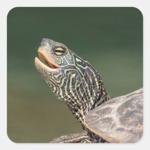 Sticker Carré Tortue sur La Chute