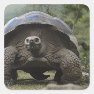 Sticker Carré Tortues géantes des Galapagos Geochelone