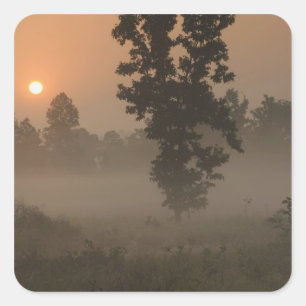 Sticker Carré Tôt le matin, lever de soleil et brouillard au sol