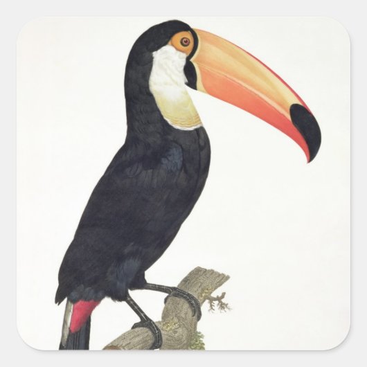 Sticker Carré Toucan No.2, from 'History of the Birds of Paradis (Devant)
