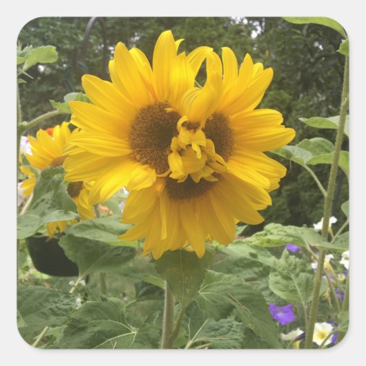 Sticker Carré Tournée à trois têtes (Devant)