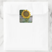 Sticker Carré Tournesol (Sac)