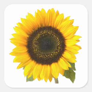 Sticker Carré Tournesol