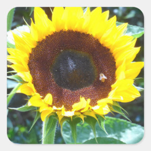 Sticker Carré Tournesol