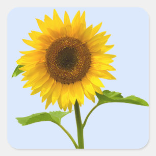 Sticker Carré Tournesol Jaune Floral, Amour Fleur