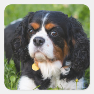 Sticker Carré Tri Color Cavalier King Charles Spaniel Dog