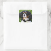 Sticker Carré Tri Couleur Cavalier King Charles Spaniel Chien (Sac)
