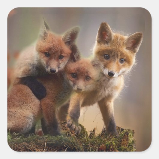 Sticker Carré Triplets Foxy (Devant)