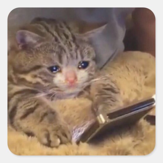 Sticker Carré triste chat au téléphone (Devant)