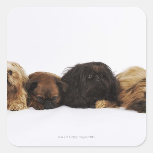 Sticker Carré Trois chiens Pekingese et un seul Carlin allongé (Devant)