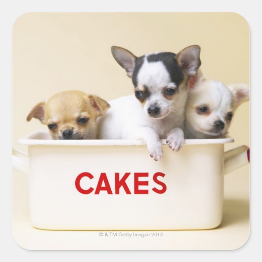 Sticker Carré Trois chihuahua chippies en boîte à gâteau (Devant)