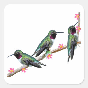 Sticker Carré Trois colibris perchés sur une branche d'une fleur