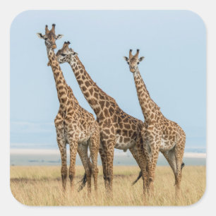 Sticker Carré Trois girafes posant