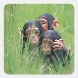 Sticker Carré Trois jeunes chimpanzés (Pan troglodytes) en