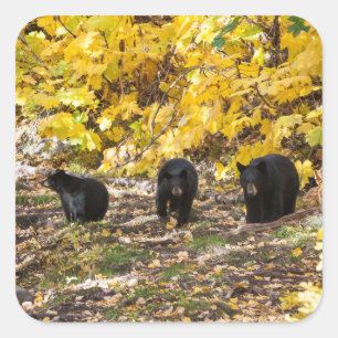 Sticker Carré Trois ours