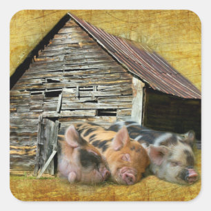 Sticker Carré Trois Petits Cochons À La Grange Rustique Snoozing