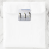 Sticker Carré Trois pingouins empereurs, île de Snow Hill (Sac)