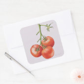 Sticker Carré Trois tomates sur la vigne 1997 (Enveloppe)