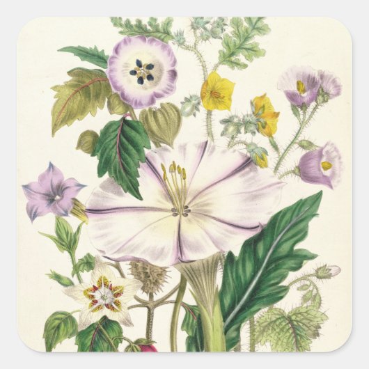 Sticker Carré Trompette du diable, assiette 46 des "Dames" (Devant)