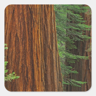 Sticker Carré Troncs de Séquoia géant en forêt, Yosemite