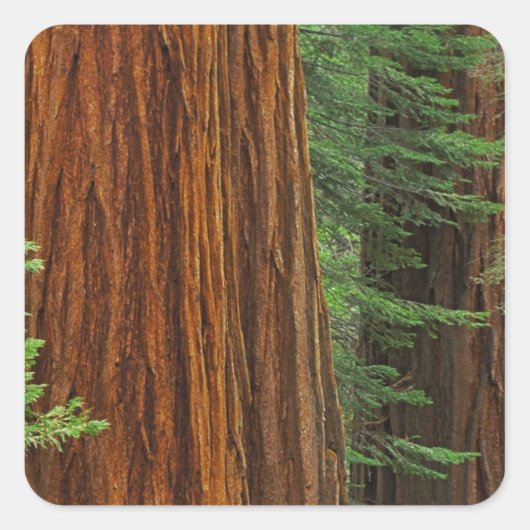 Sticker Carré Troncs géants de Sequoia en forêt, Yosemite (Devant)