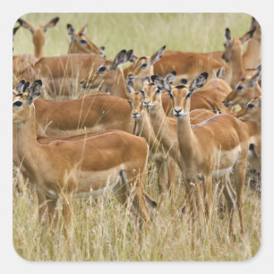 Sticker Carré Troupeau d'impalas femelles, Masai Mara, Kenya.
