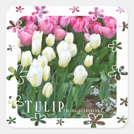 Sticker Carré Tulip (Devant)