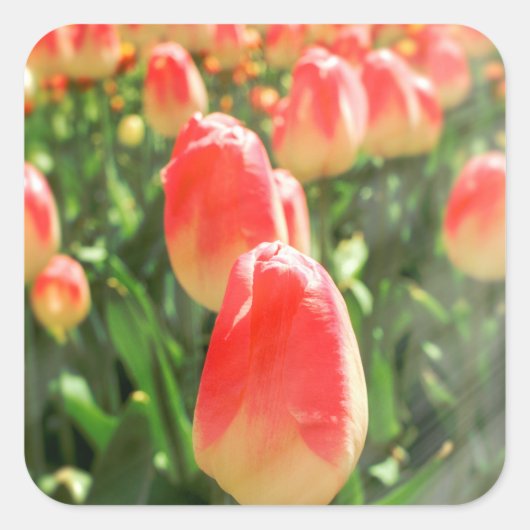 Sticker Carré Tulip Heaven (Devant)