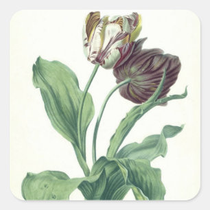 Sticker Carré Tulipe de jardin, de "opéra Botanica", gravé par L