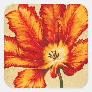 Sticker Carré Tulipe de perroquet II