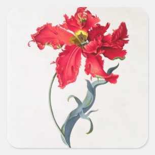 Sticker Carré Tulipe : Perroquet Rouge