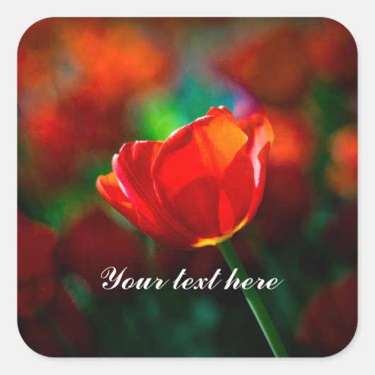 Sticker Carré Tulipe rouge - Mystère de floraison (Devant)