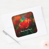 Sticker Carré Tulipe rouge - Mystère de floraison (Enveloppe)