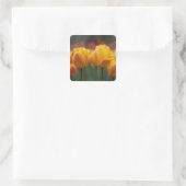 Sticker Carré Tulipes 2 (Sac)