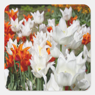 Sticker Carré Tulipes blanches et gingembre dans le jardin