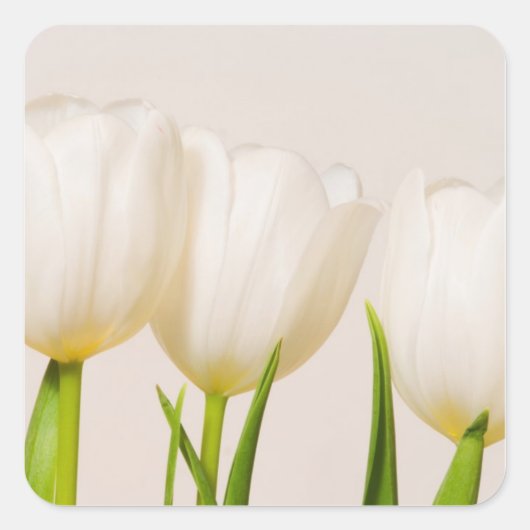 Sticker Carré Tulipes blanches sur fond blanc, (Devant)