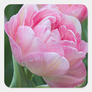Sticker Carré Tulipes doubles roses