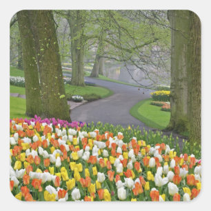 Sticker Carré Tulipes et route, Jardins de Keukenhof, Lisse,