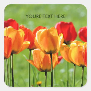 Sticker Carré Tulipes jaunes et rouges
