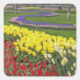 Sticker Carré Tulipes, Muscari et Jonquilles,