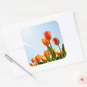 Sticker Carré Tulipes orange et rouge du dessous (Enveloppe)