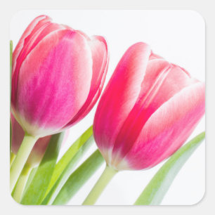 Sticker Carré Tulipes roses avec Feuilles verts